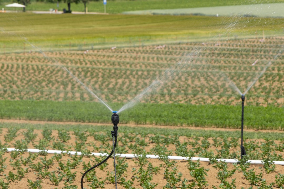 Cultivos agrícolas con sistema de riego en terreno productivo