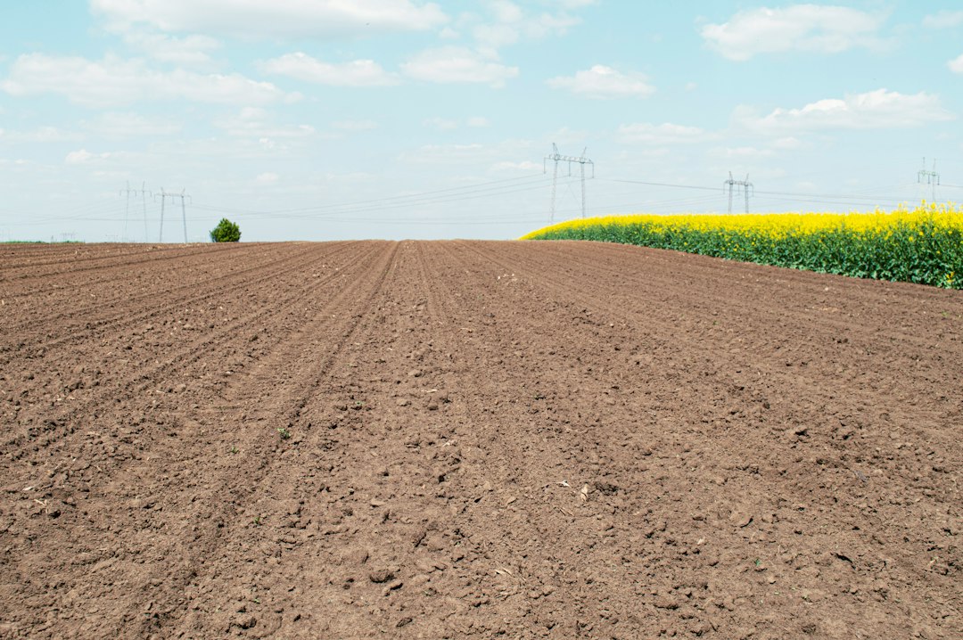 Suelo agrícola preparado para cultivo y evaluación de capacidad productiva